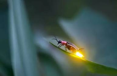 萤火虫飞进家里代表什么,萤火虫进房间风水是吉是凶,在网上看到一种