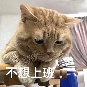 猫咪表情包合集｜我太难了，我想静静