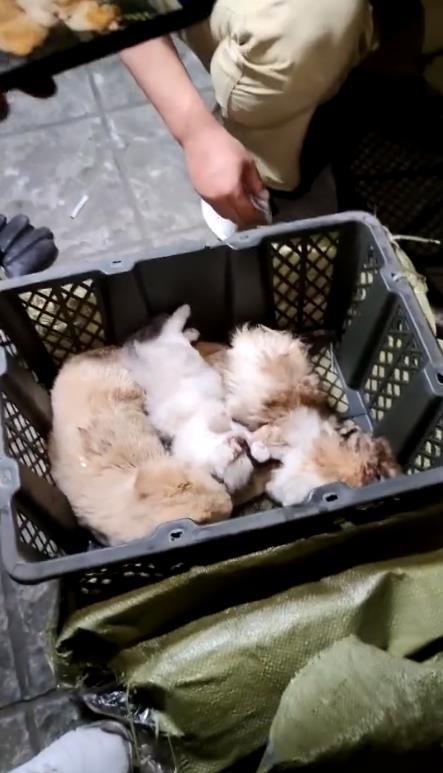 疯了！国内“宠物盲盒”狂卖，大批幼猫幼犬被塞箱活活憋死…
