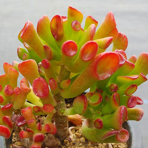 6种多肉最招财,新年养一盆,财运滚滚来