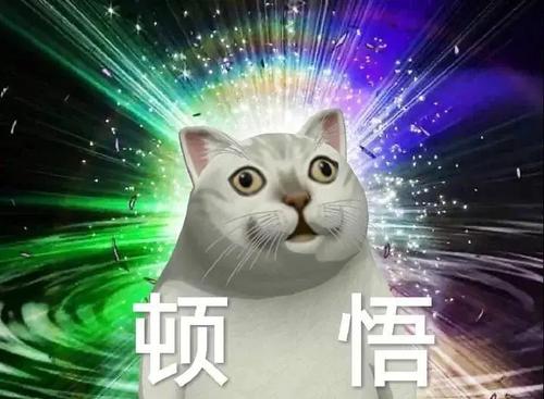 憨憨猫表情包合集｜奇怪的知识增加了