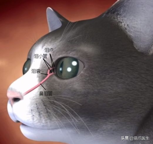 猫咪眼部分泌物不容忽视！预防眼部疾病，清洁和健康饮食很重要