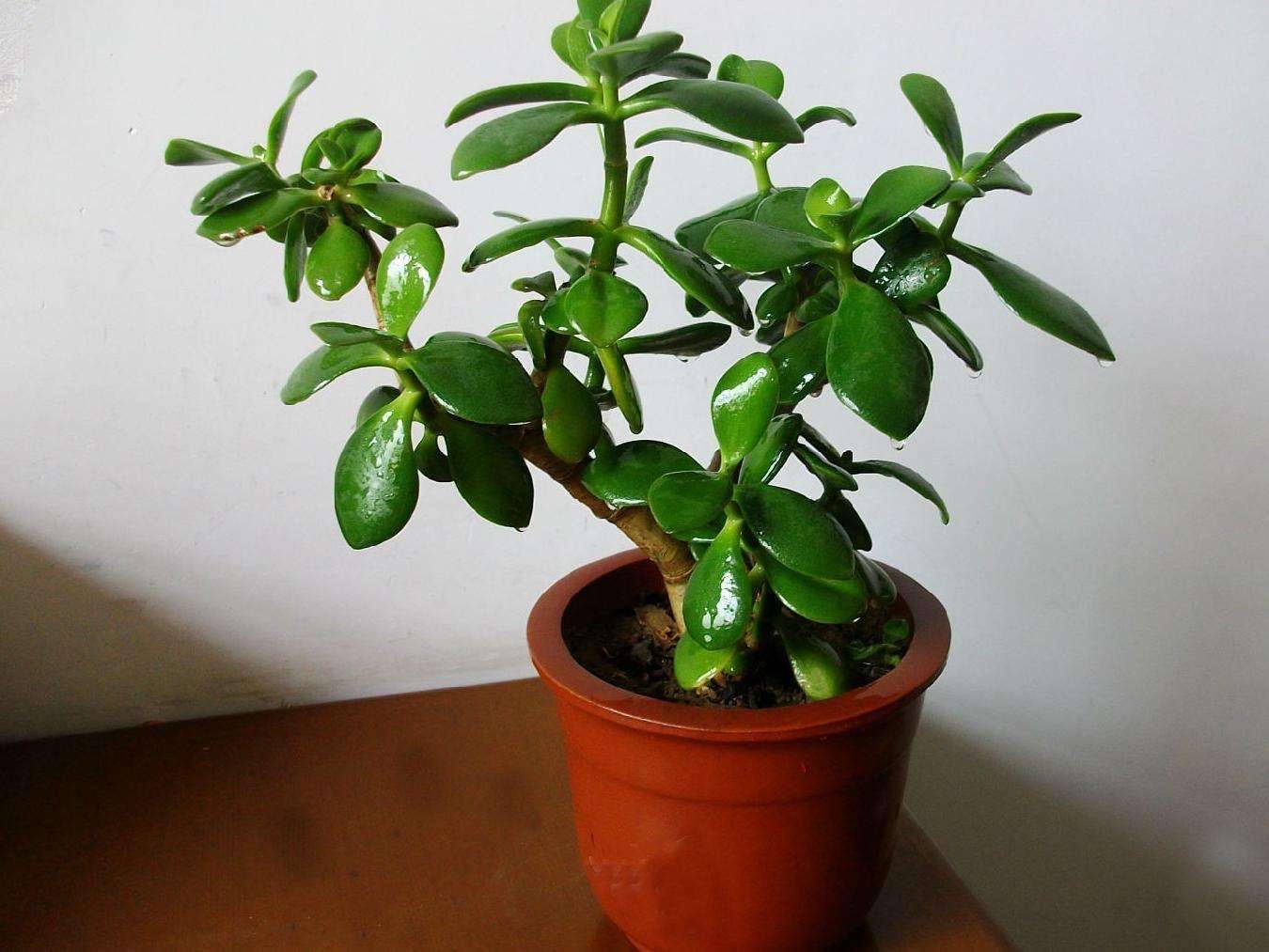 盆栽玉树,有"3要点",四季都繁茂叶油绿,枝子更粗壮