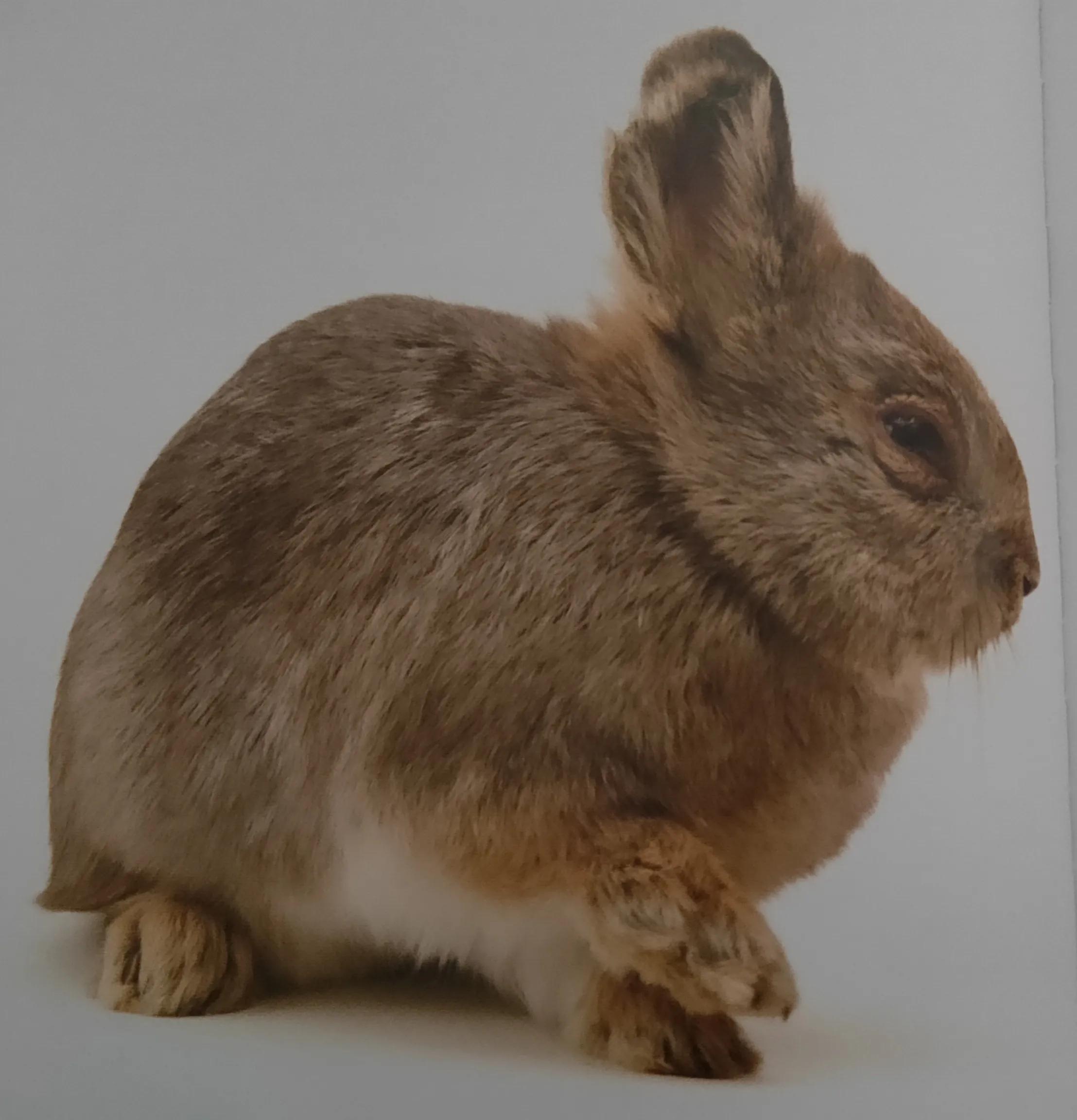 哥伦比亚侏儒兔灭绝了吗哥伦比亚盆地侏儒兔介绍