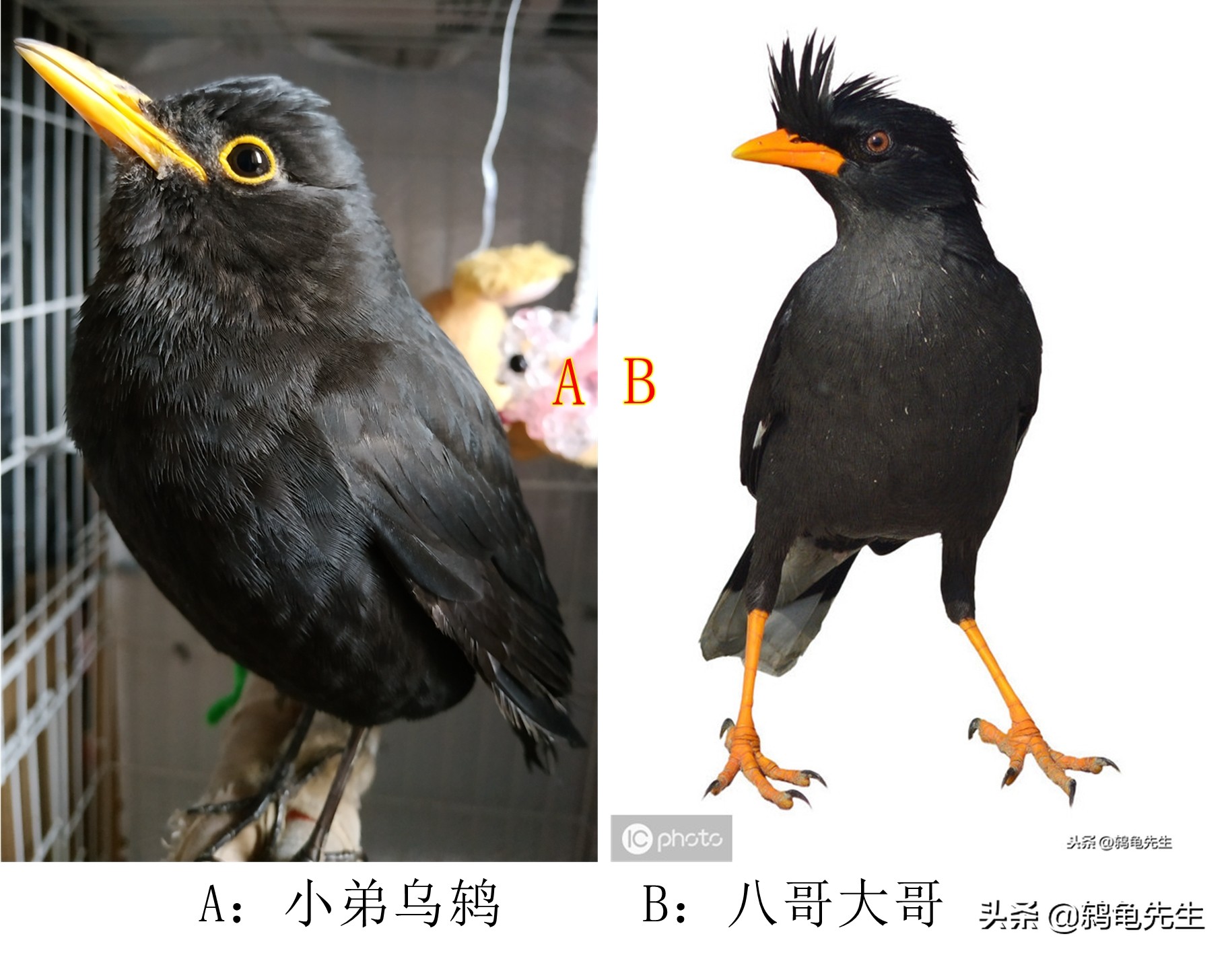 二,在下与八哥的区别