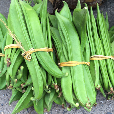 创汇蔬菜"刀板豆"早春"破膜"栽培:高产高效持续