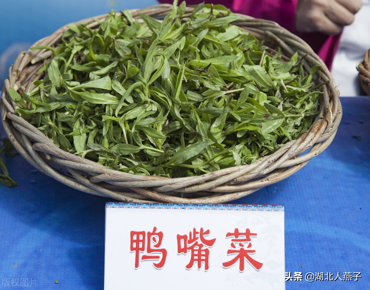 农村能吃的野菜100种大全(教你认识100种野菜和吃法)