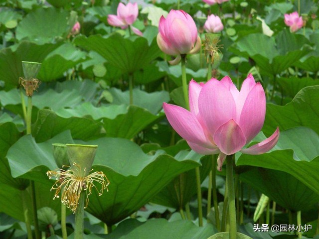 菊花代表什么花语（花语系列之中国十大名花）