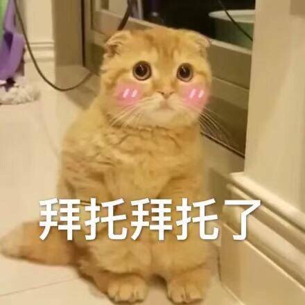 猫咪表情包：骗你是小猫