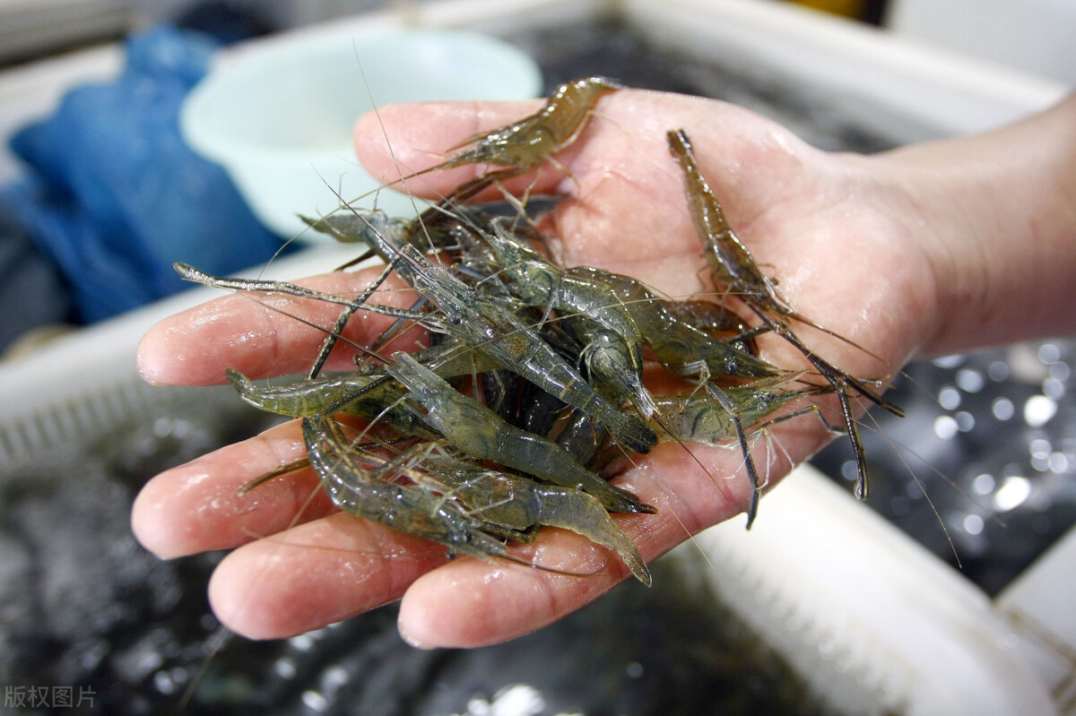 说一下,虾米可以钓什么鱼,有鲤鱼,白条,鲢鱼,石斑鱼,马口鱼,撅嘴,鲈鱼