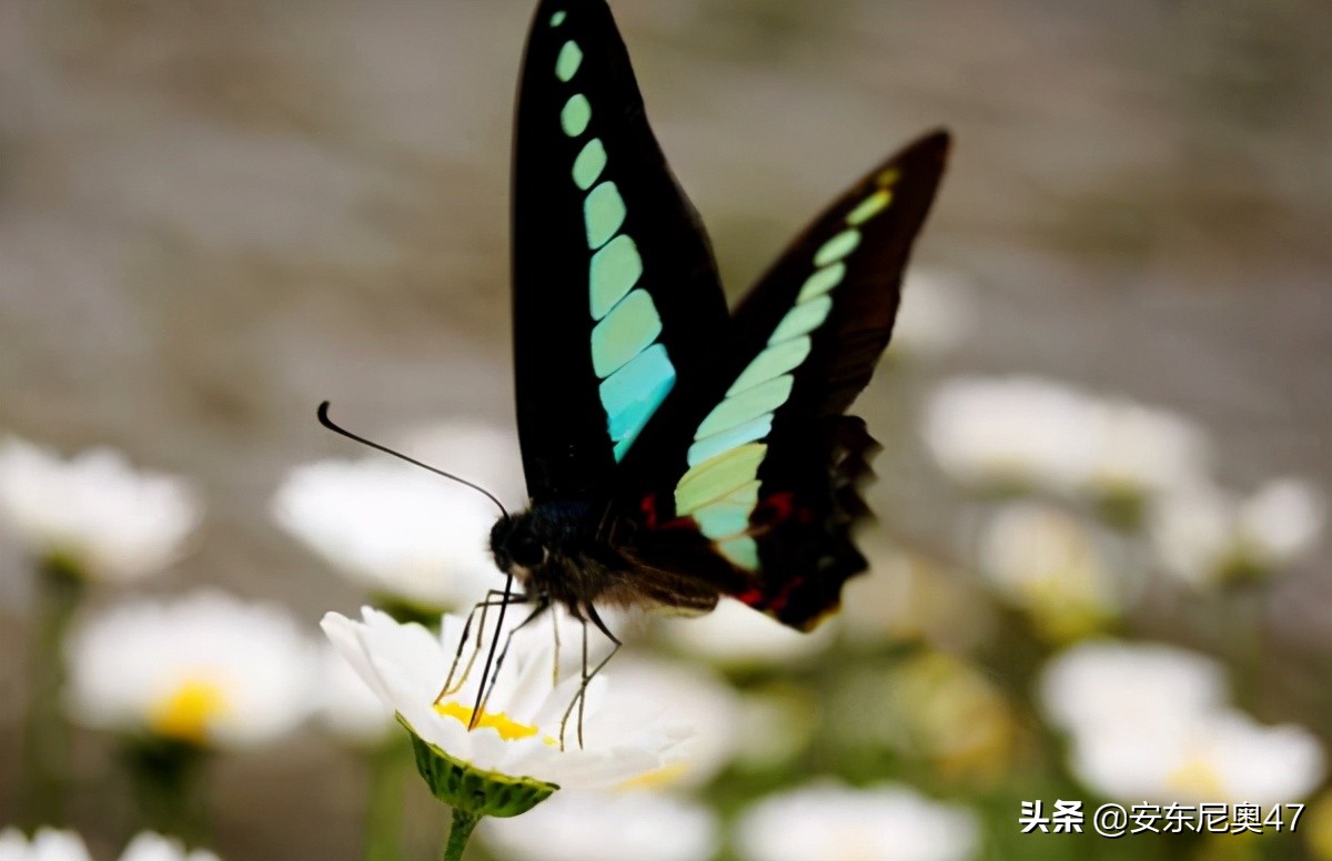 蝴蝶效应什么意思？小事情引起无法预料的后果