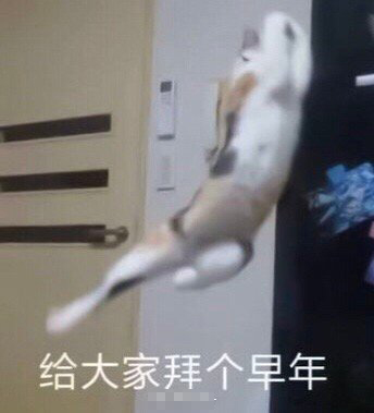 猪年拜年搞笑表情包：祝你猪年像头猪