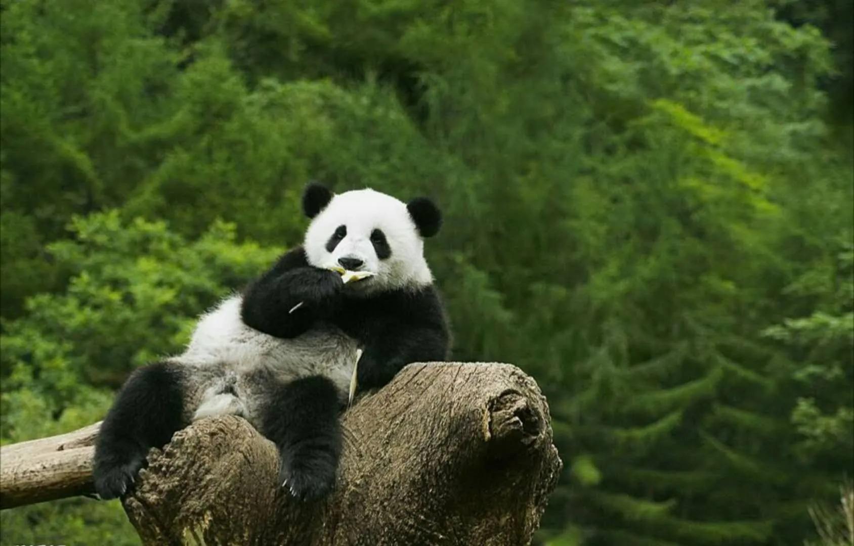 天涯诗吧，带你见证熊猫的高光时刻