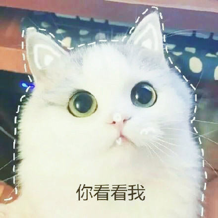 可爱的猫咪表情包合集