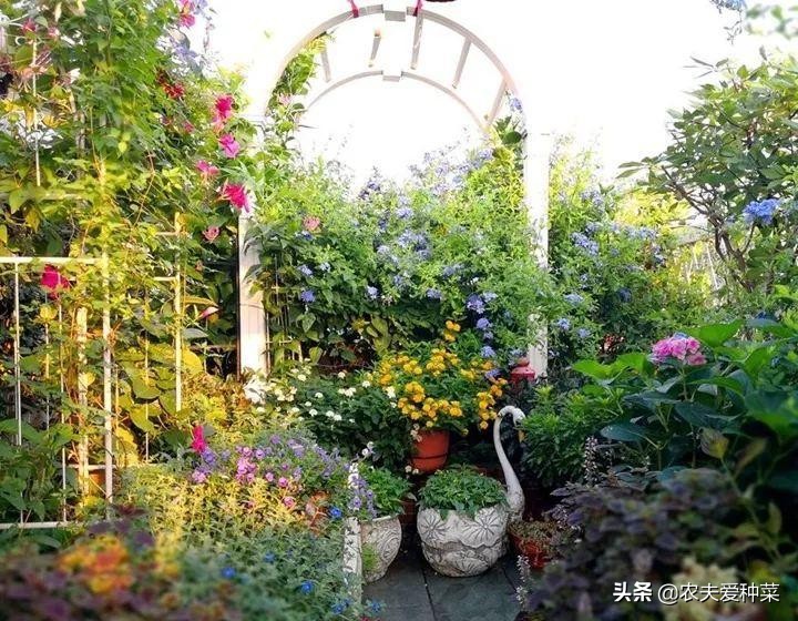 如果我有“院子”,一定种此5种花,五彩斑斓长成一片“花海”