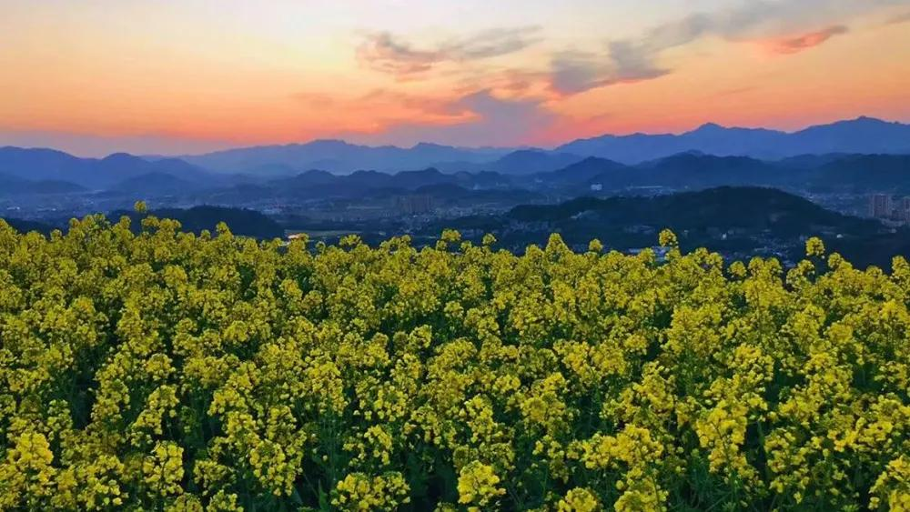 哪里看油菜花,哪里看油菜花最好