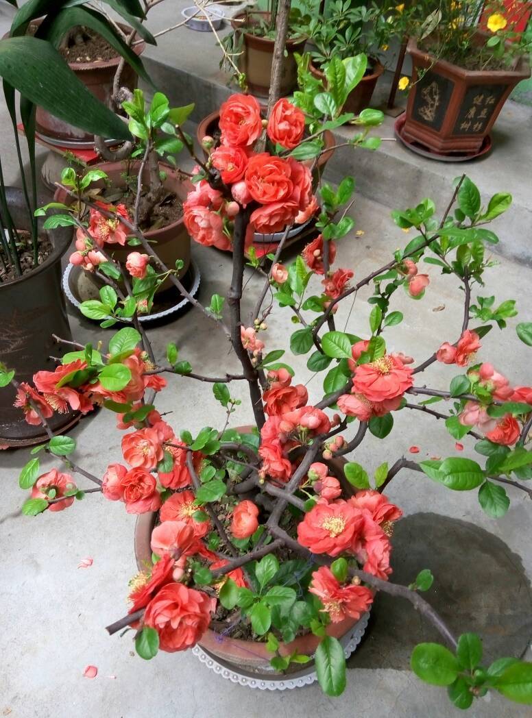 海棠花品种大全(常见的9种海棠样样美翻天)