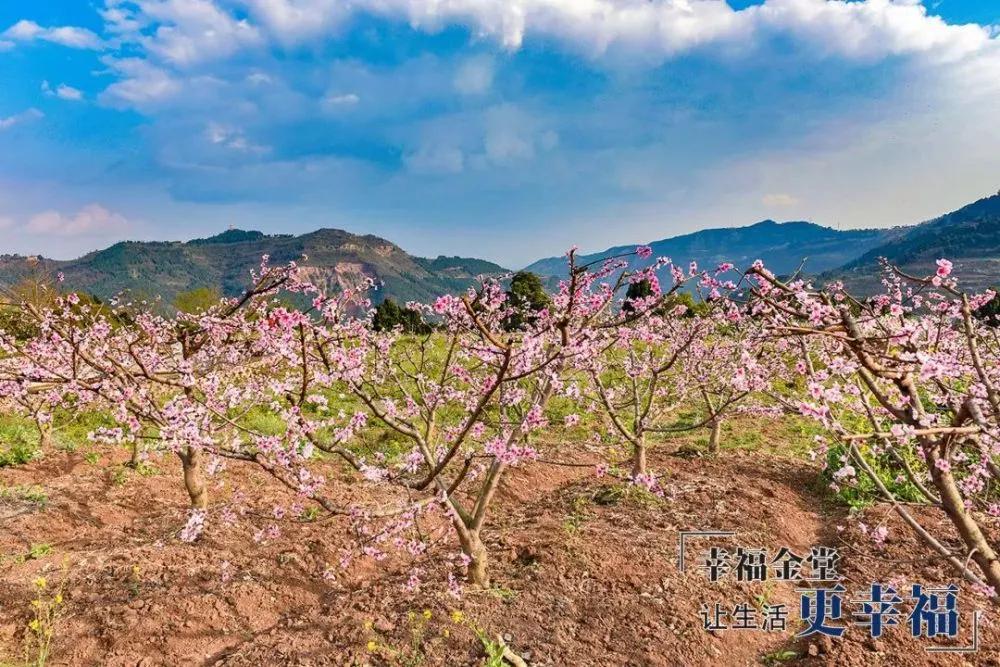 成都1.5h刹拢幽静山野，赏梨花、油菜花、桃花…不收门票