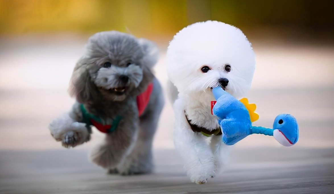 泰迪犬和比熊犬：如何区分“撞脸”的狗狗