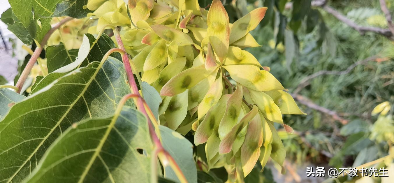 济南长清区有哪些大学（山东45所公办本科高校名单）