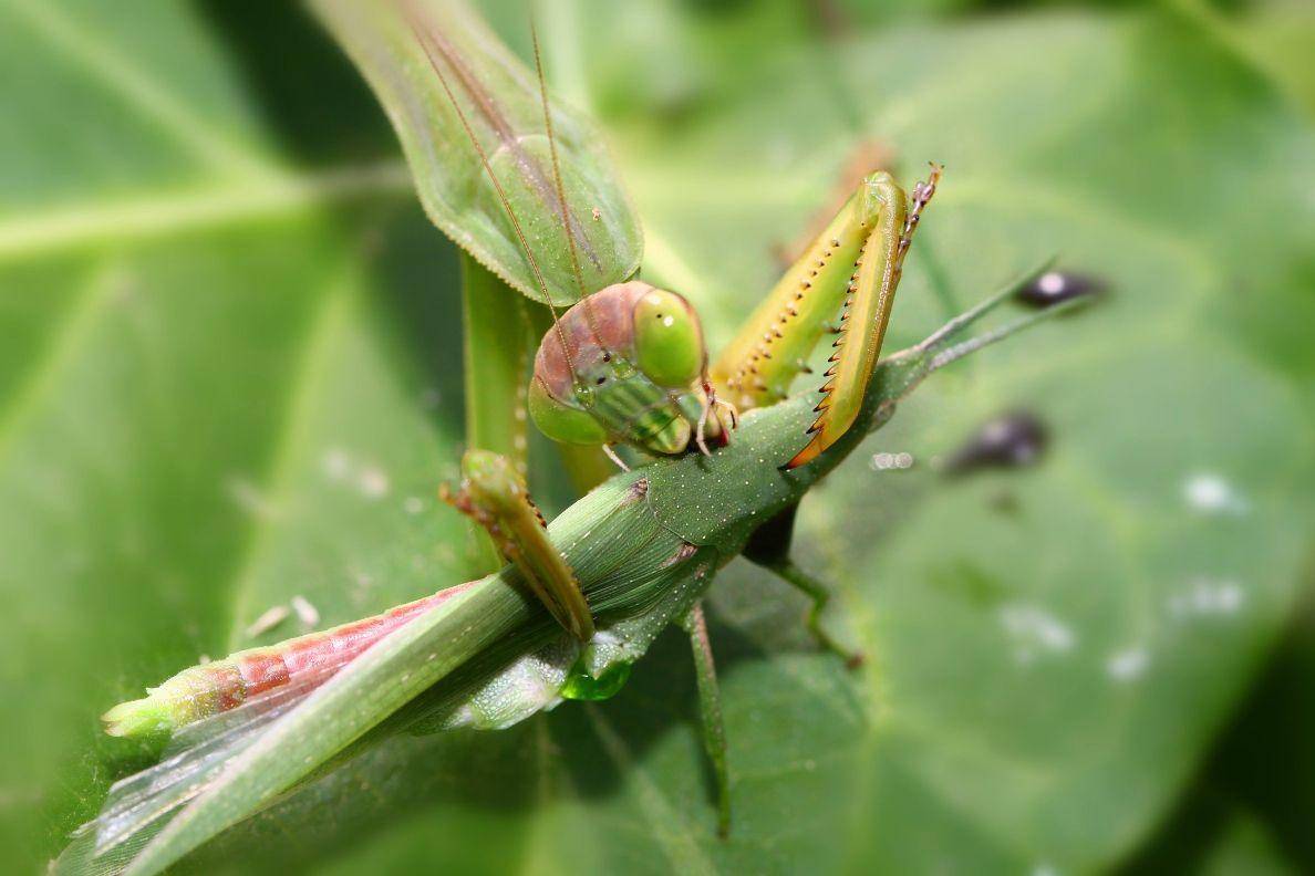 母螳螂吃公螳螂是为什么（螳螂交配完几种假说总结）