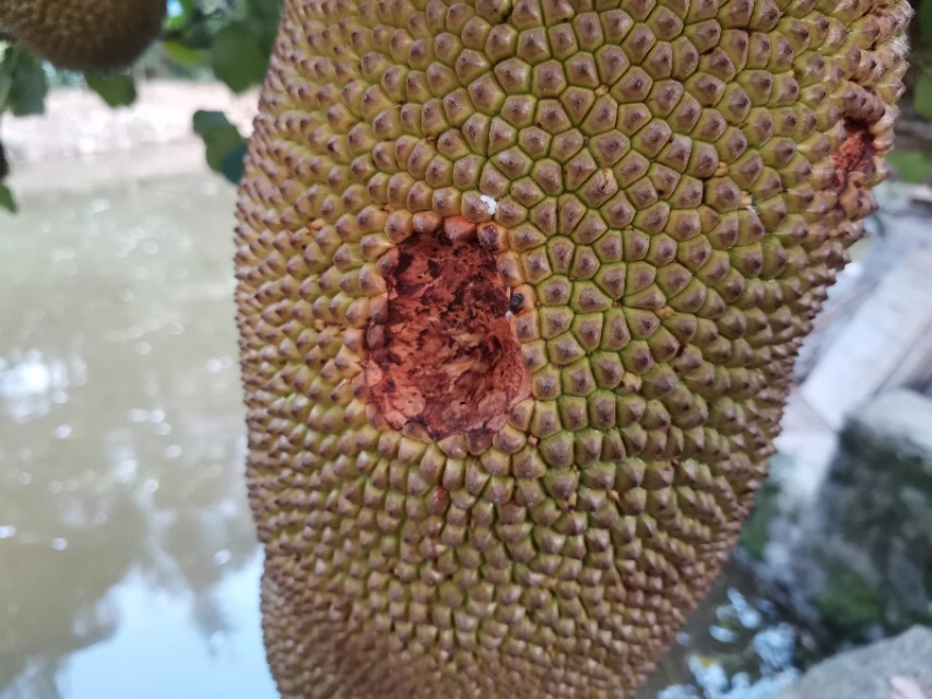 菠萝蜜叶子有锈斑图片图片