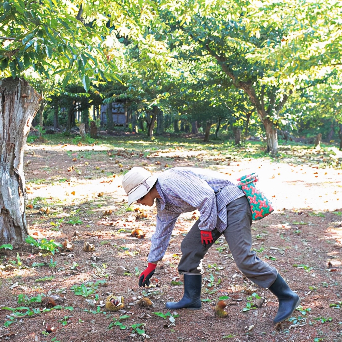沐夏生活美学｜长谷川弓子在《大栗子》树下