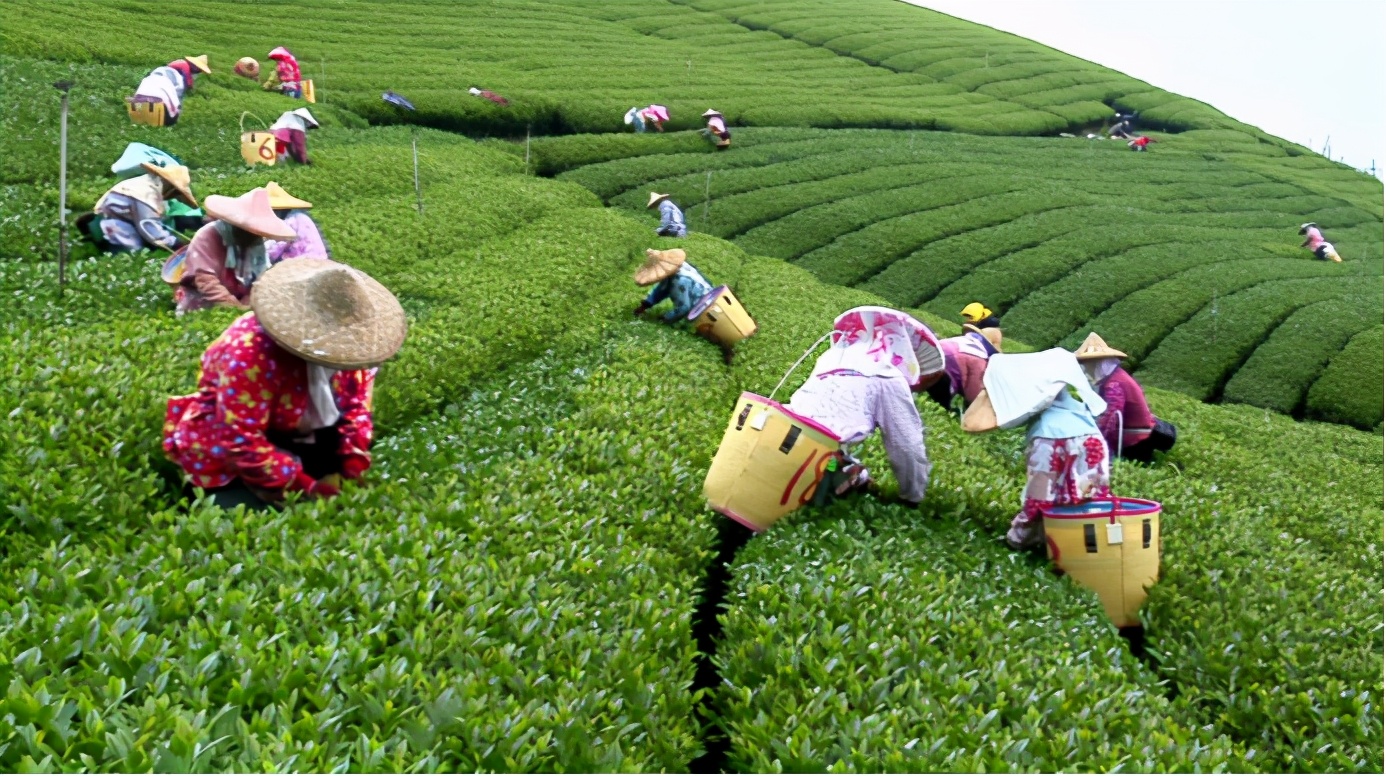 就连乾隆都被徽商的财力给折服过，知道徽商有钱，可到底多有钱？