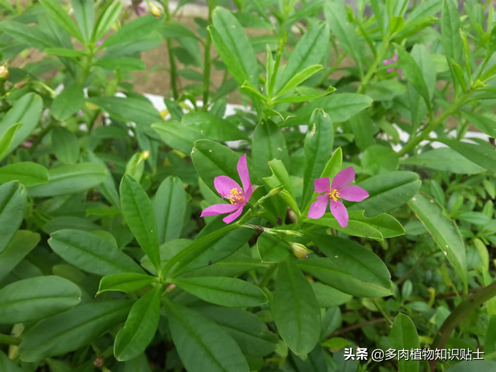 一年四季都绿油油的小盆栽,神奇的土人参,能吃还能当药材