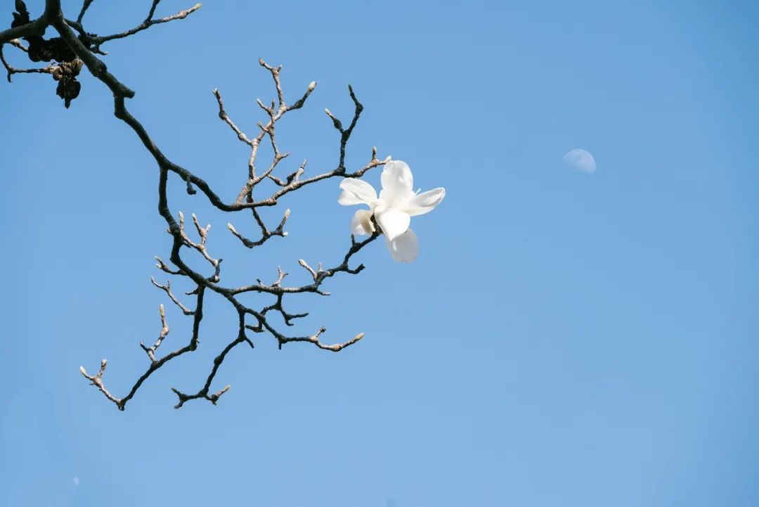 纳兰容若词里的夏日，浸润了相思，醉美了流年