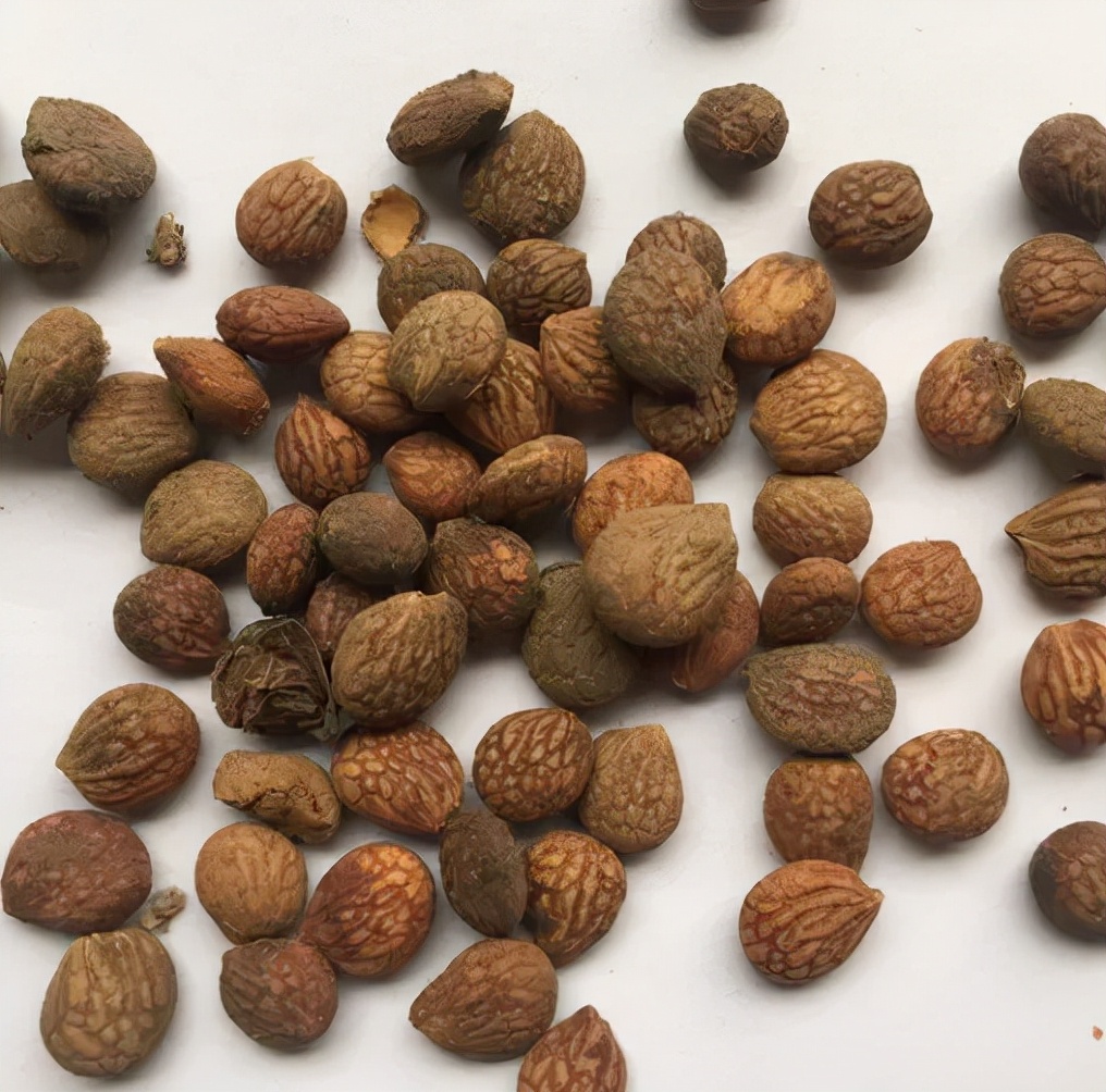 这些中药，药师也不一定能读的准！你能认识几个？