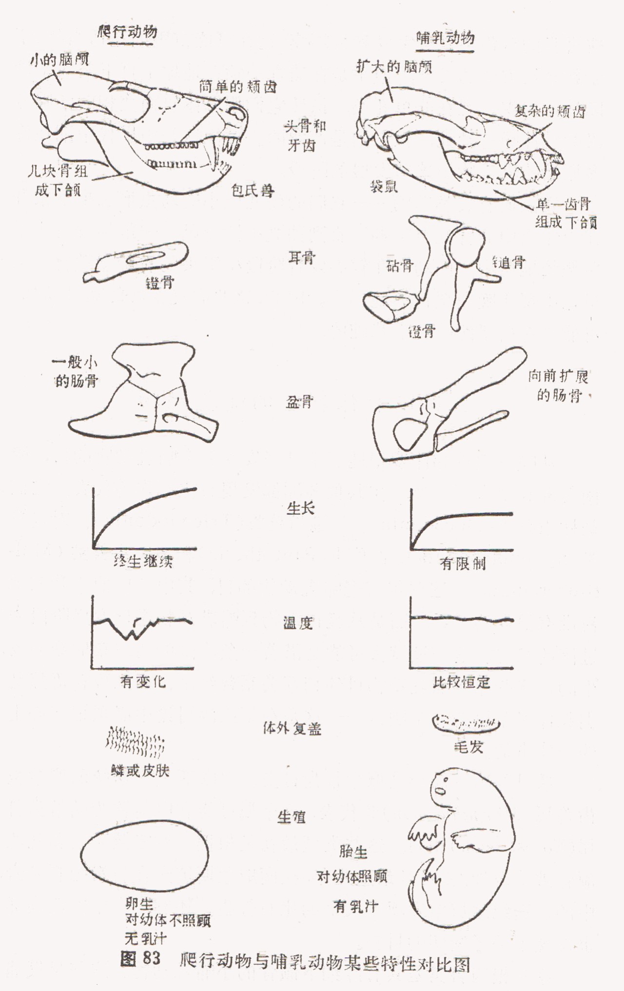 称为似哺乳爬行动物,因为传统的演化分类学派认为,它们在形态结构上更