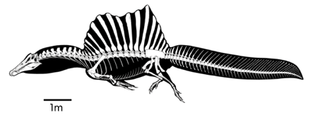 spinosaurus(在《侏罗纪公园》跟霸王龙抗衡的超级恐龙，其实是水中巨兽)