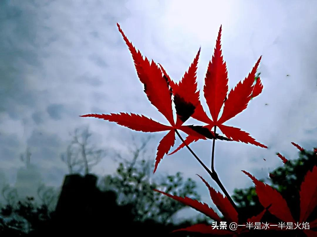 散文诗:秋日私语(三章)