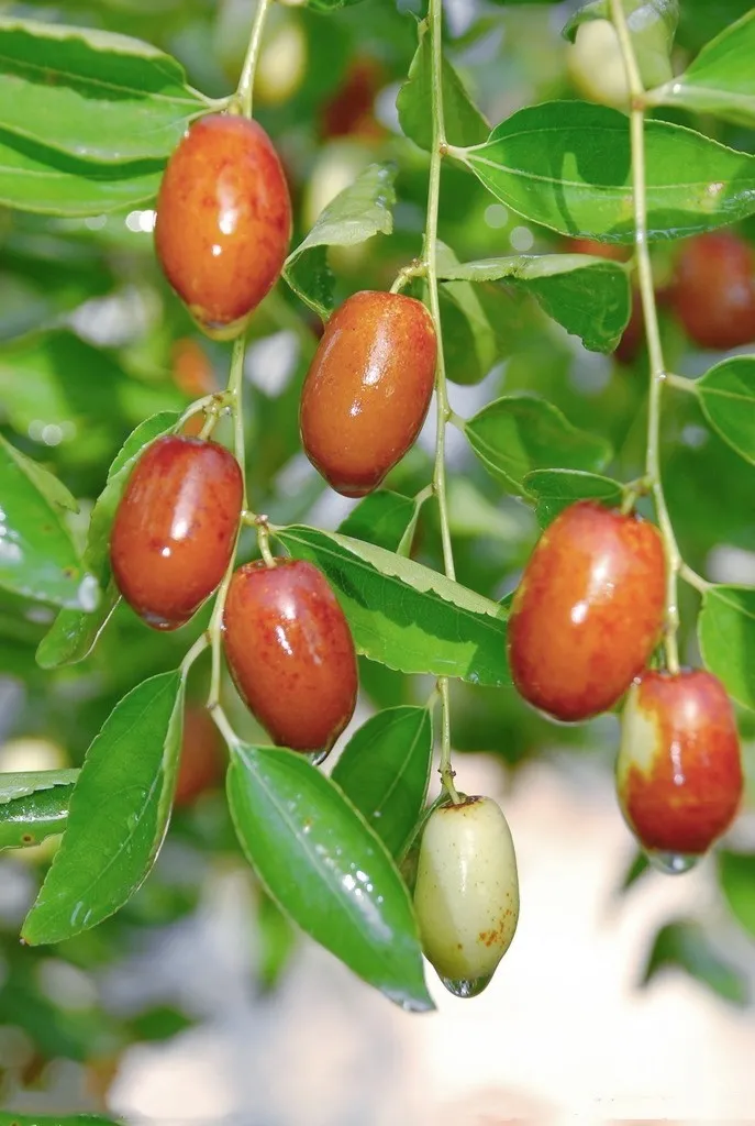 天津水果金丝小枣是中国小枣中优良品种,现在正是成熟的季节.