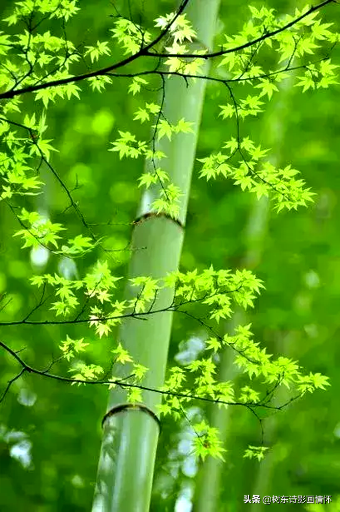 春风春雨春笋春心