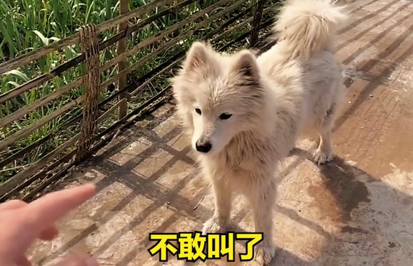 四川男子祖传奇技，空中画一个字指狗，狗就不敢咬人，秘诀揭晓