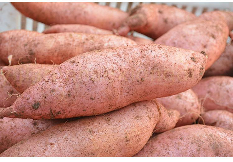 红薯的季节到了，教你长时间的保存方法，不发芽不变质，越放越甜