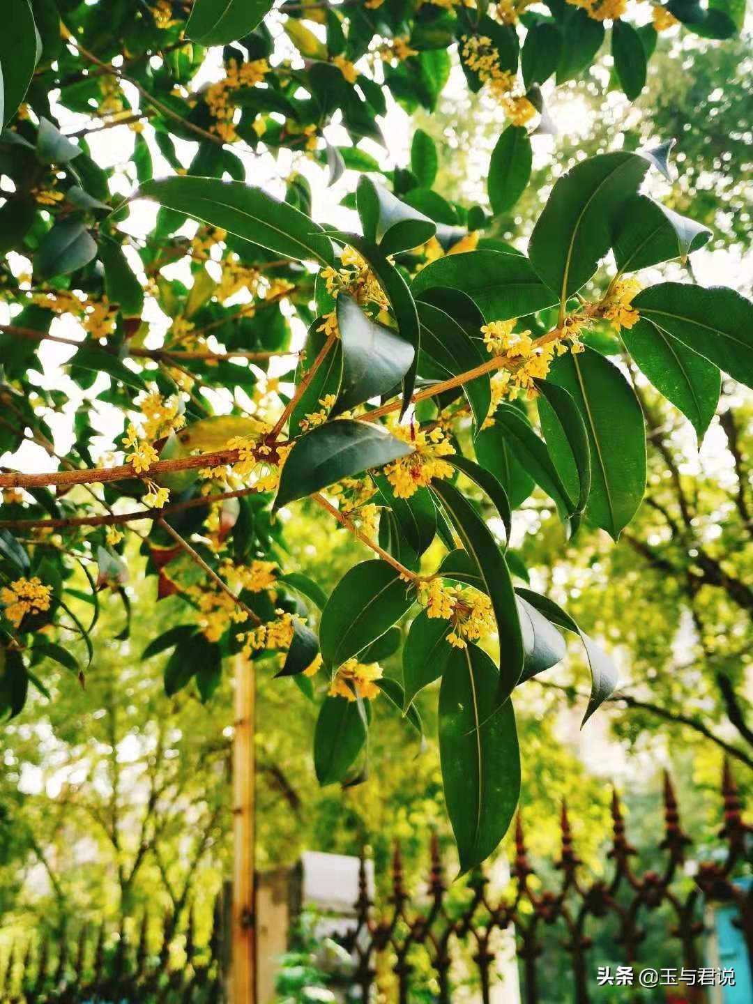 借一枝桂花抒怀，眷写流年：花开广寒今又是，一枝独秀香如旧