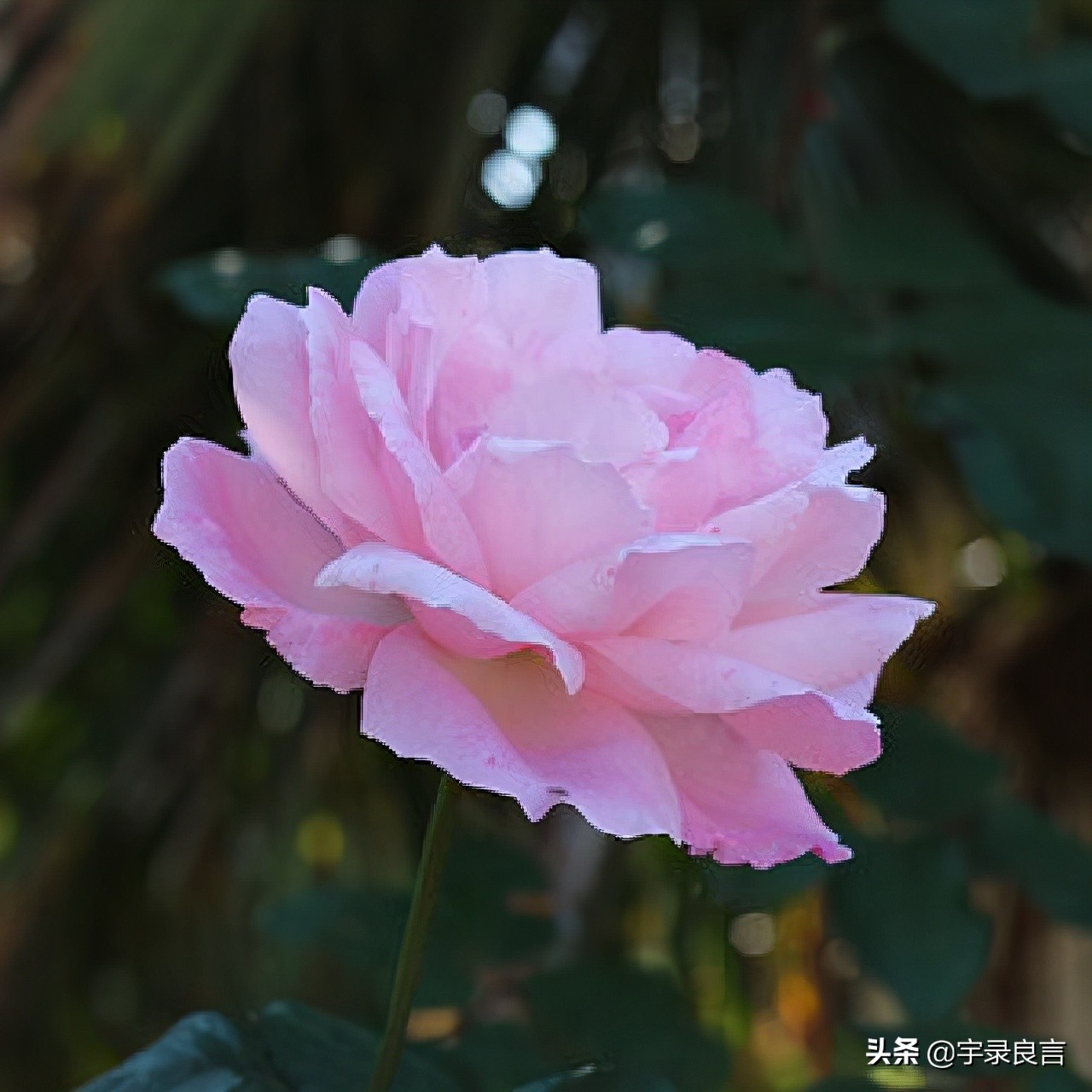 人生深奥哲理感悟句子图片