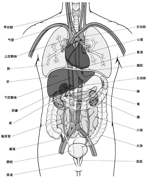 「转载」史上最全的人体（组织器官）全图