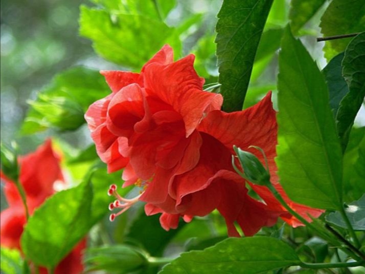 花开诗话：芙蓉花