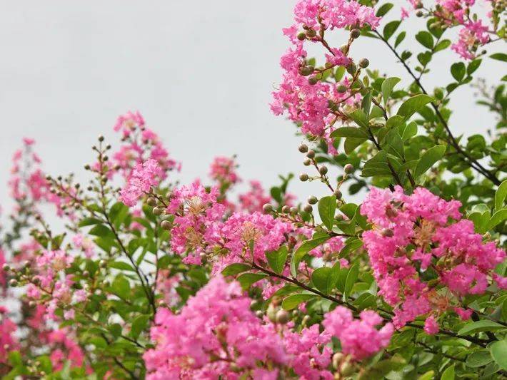 問答 申城現在哪裡能觀賞到 百日紅 紫薇花 Me前沿