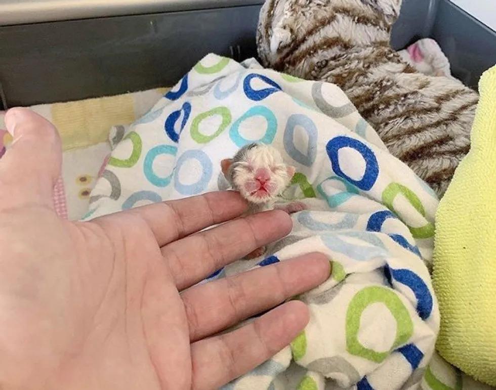 拇指大的奶貓被救助，它是同窩貓咪唯一的倖存者，24天後大變樣