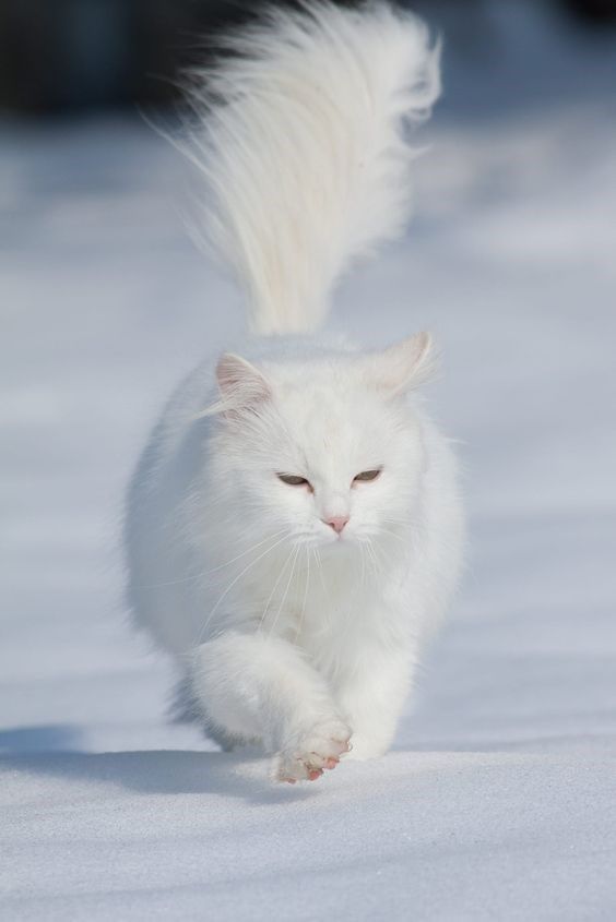 中华田园猫丨狮子猫