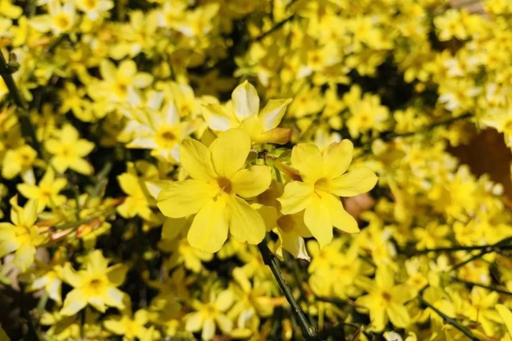 神仙颜值！北京语言大学“最美校花”高清大图来袭，总有一款你喜欢！