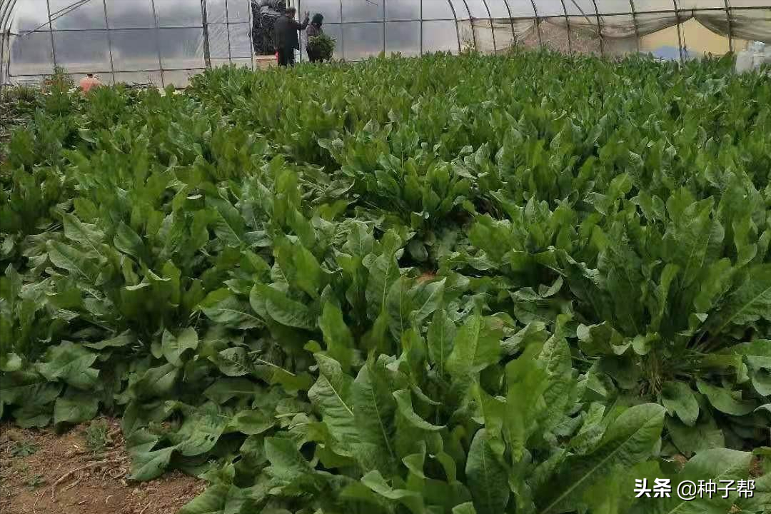 一年四季都能收割的牧草？要產(chǎn)量高，多年生的？耐寒耐熱，又耐旱