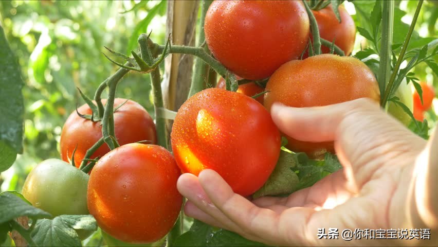 采摘亲子英文+科普—草莓蓝莓、萝卜白菜，谁长地上，谁长藤上？