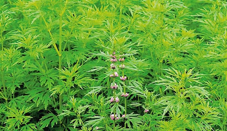 真正的益母草图片(这野菜名叫益母草) - 赤虎壹号