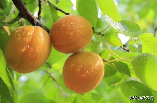 杏树病虫害有哪些（杏树的主要病害和防治措施）